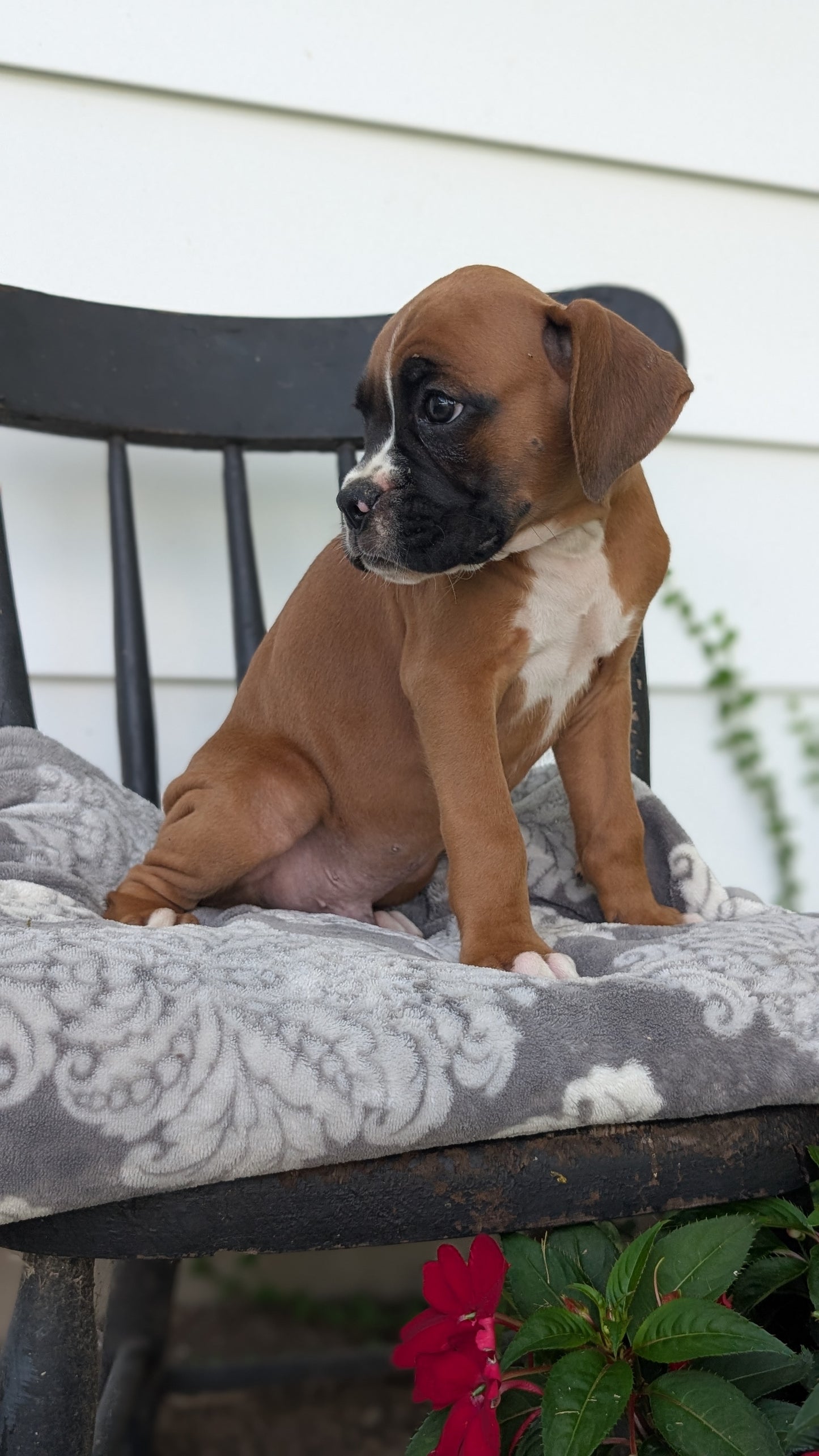 BOXER (JUN 11) MALES