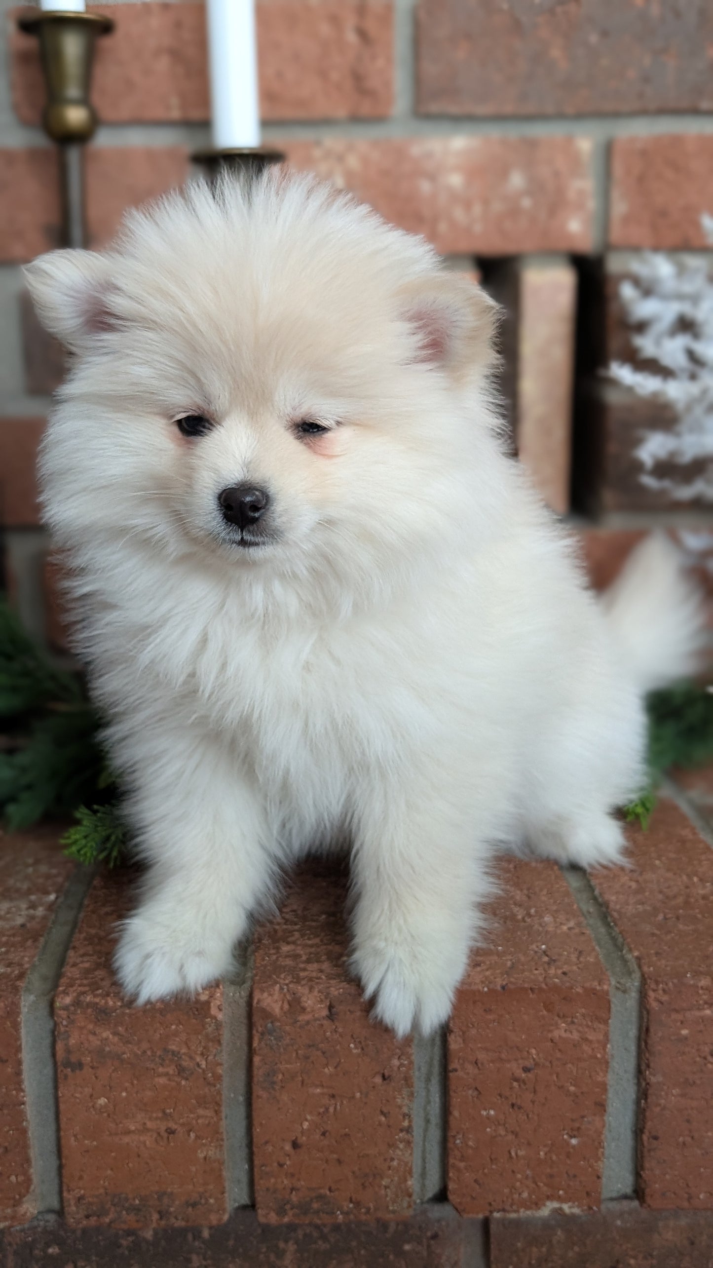 POMSKY (NOV 15) FEMALE