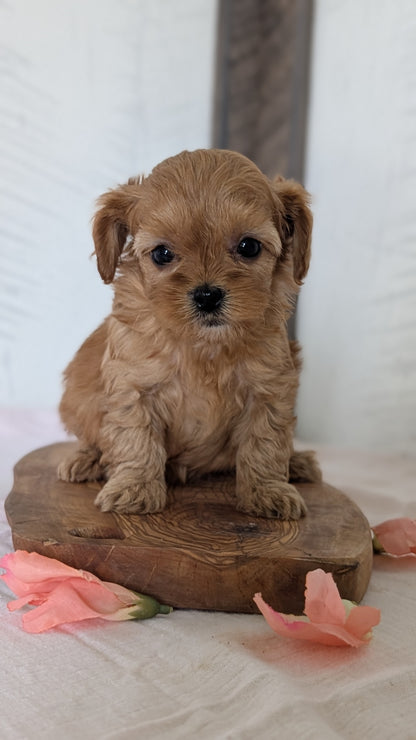 CAVAPOO (FEB 11) MALES