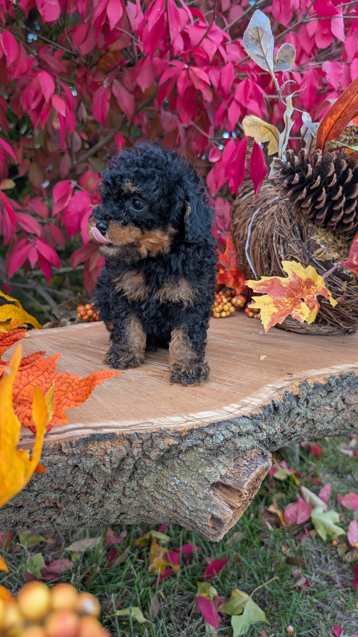 TOY POODLE (09/10) MALE