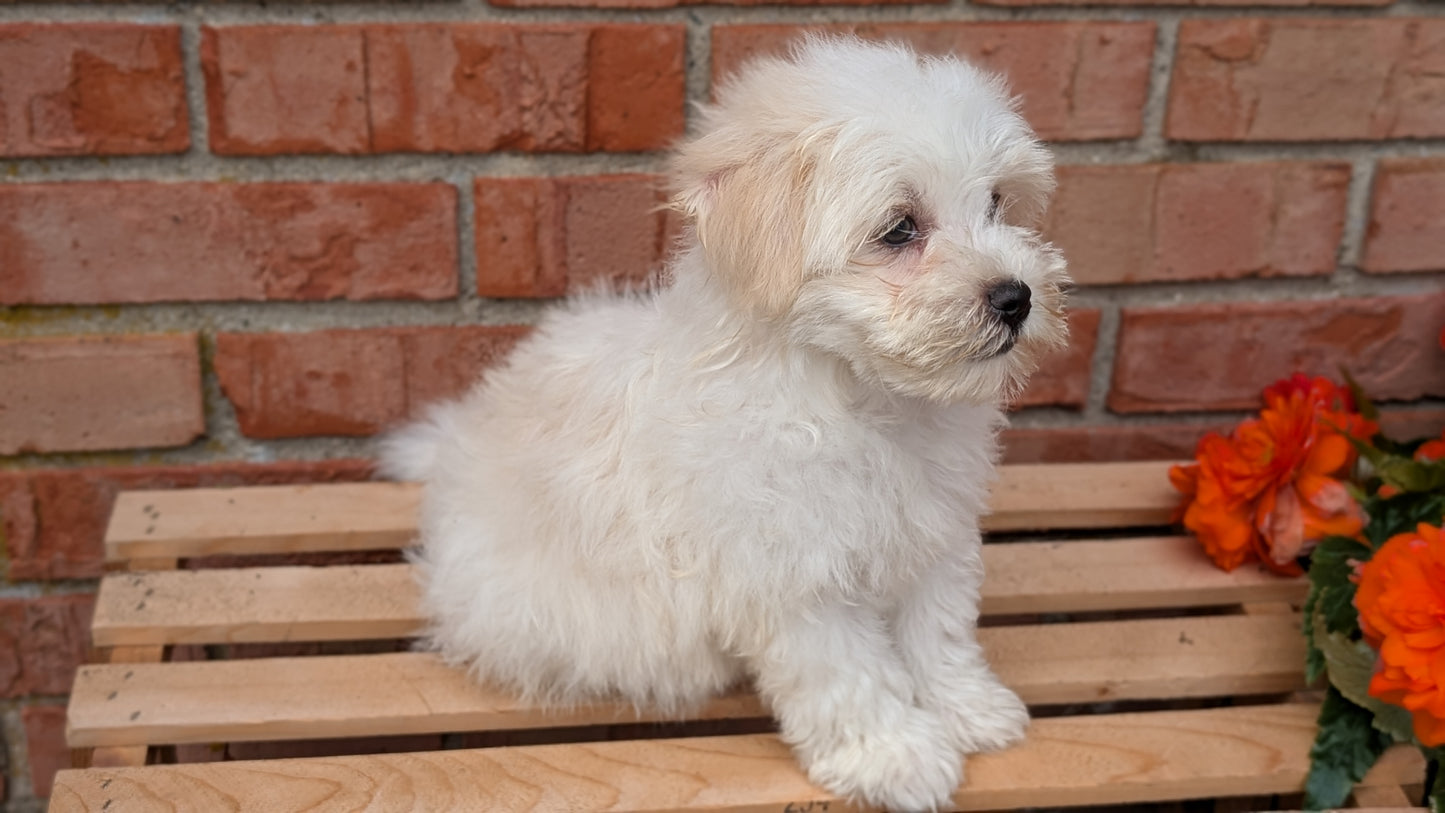 HAVANESE (MAY 14) MALES