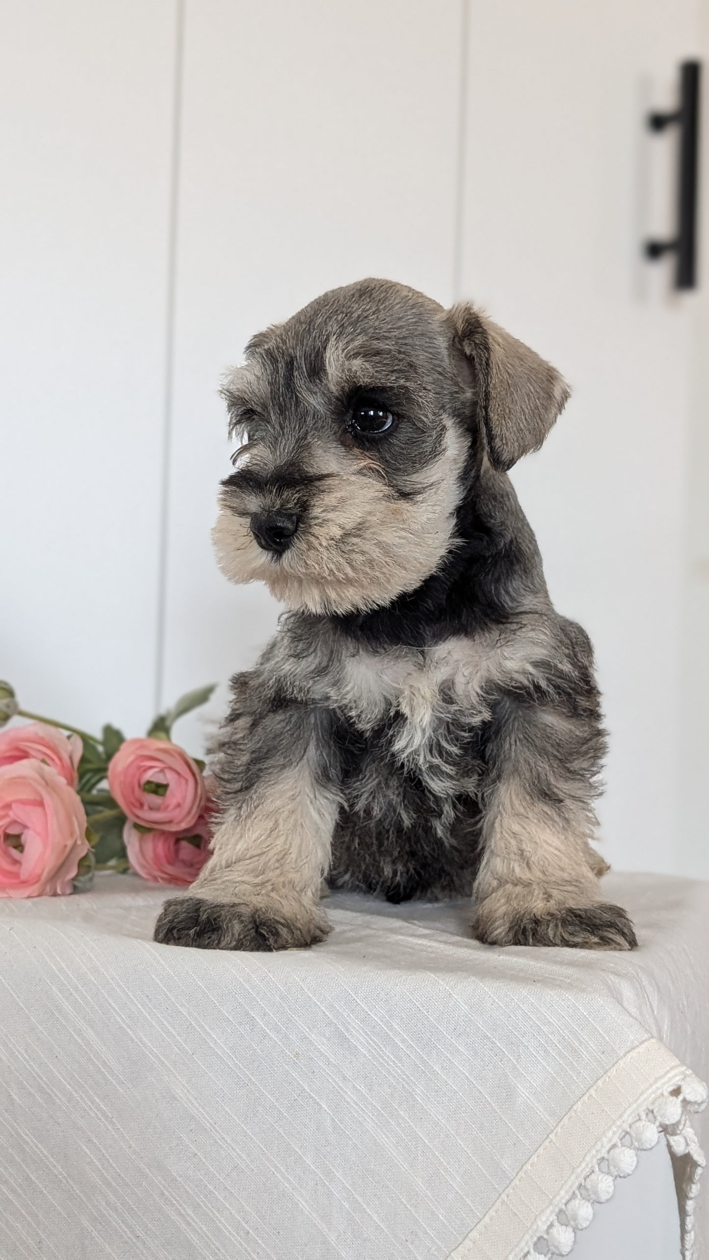 MINI SCHNAUZER (JAN 14) MALES