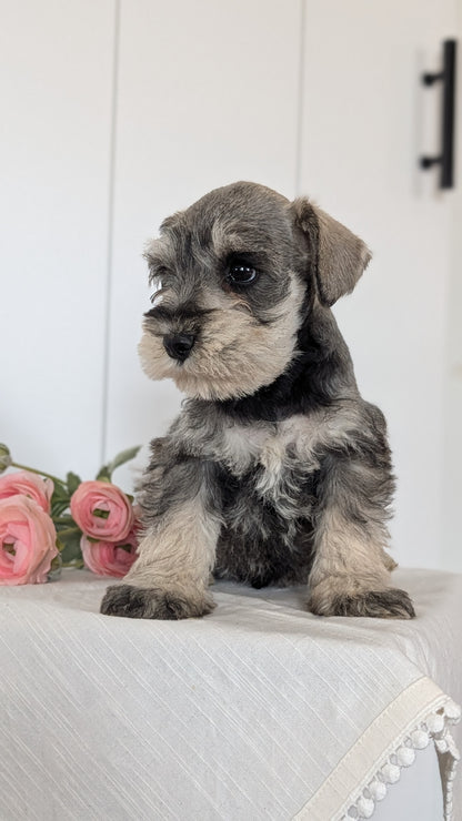 MINI SCHNAUZER (JAN 14) MALES