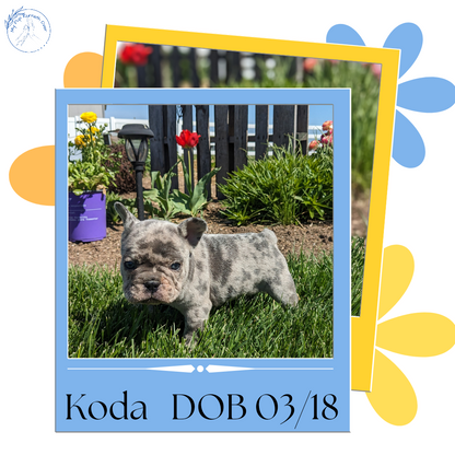 FRENCH BULLDOG (03/15) MALE