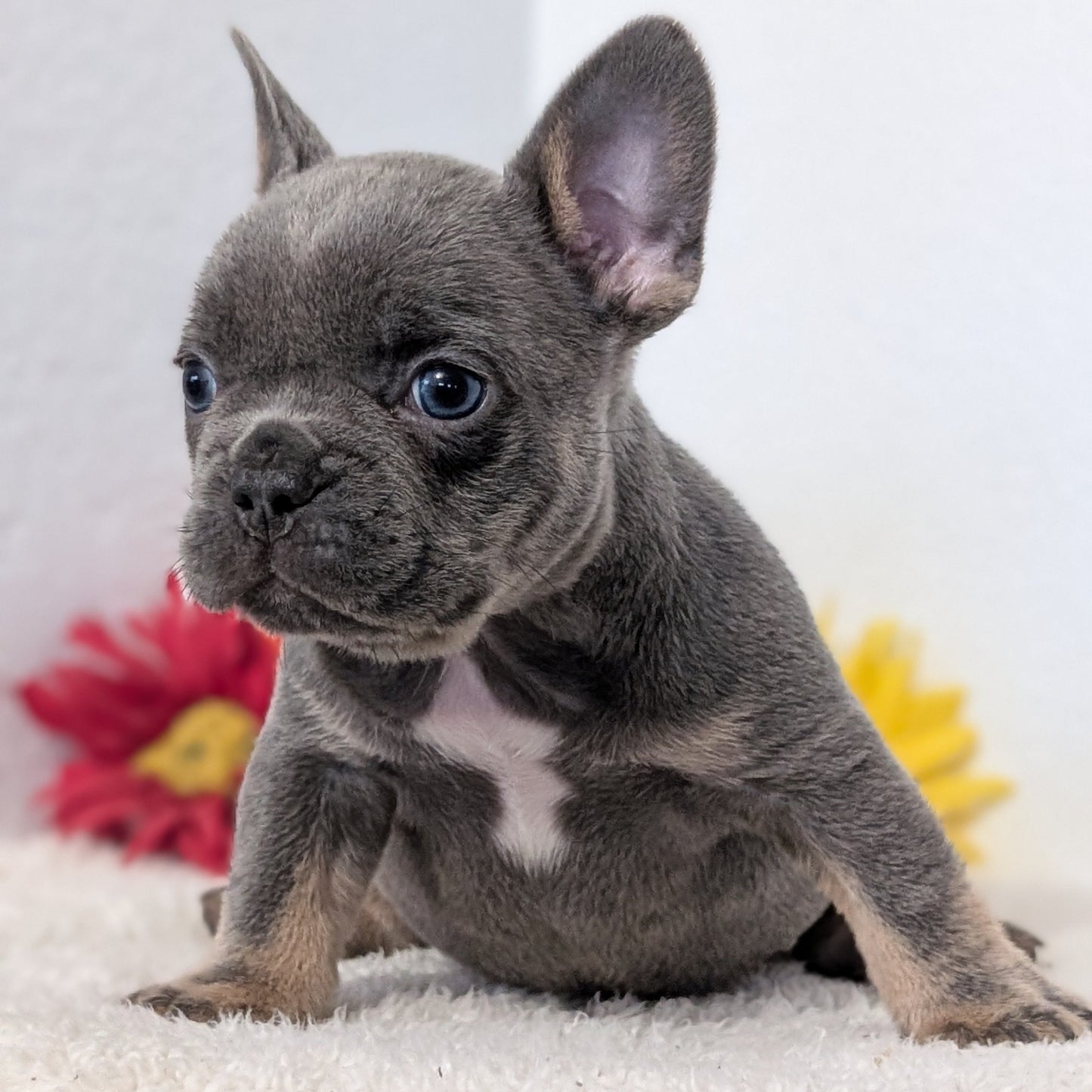 FRENCH BULLDOG (FEB 21) MALES