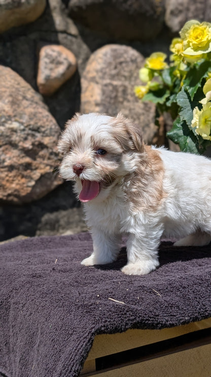 HAVANESE (MAY 14) FEMALES