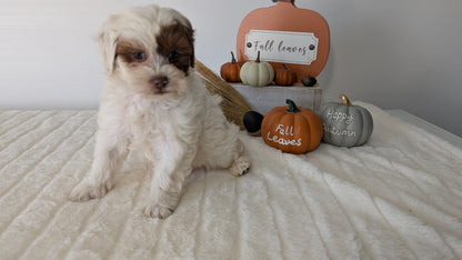 SHIHPOO (07/26) FEMALE