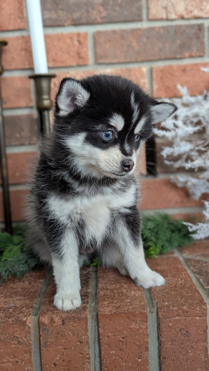 POMSKY (NOV 15) MALE