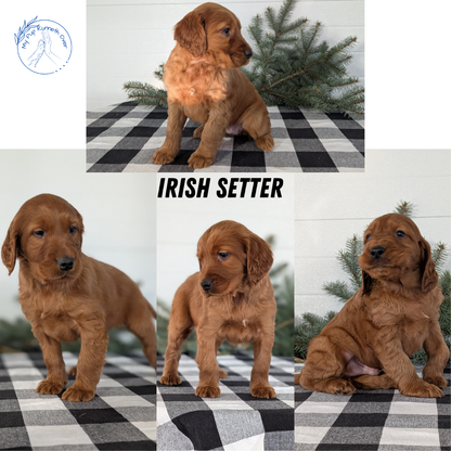 IRISH SETTER (NOV 02) MALES