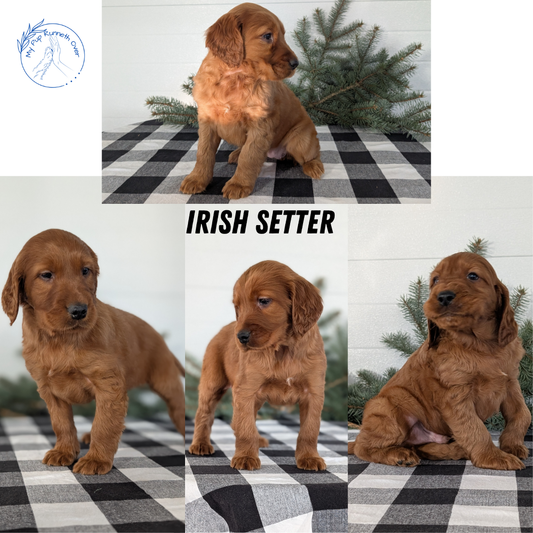 IRISH SETTER (NOV 02) FEMALE