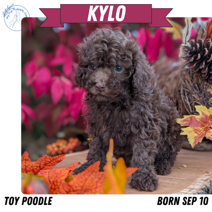 TOY POODLE (09/10) MALE