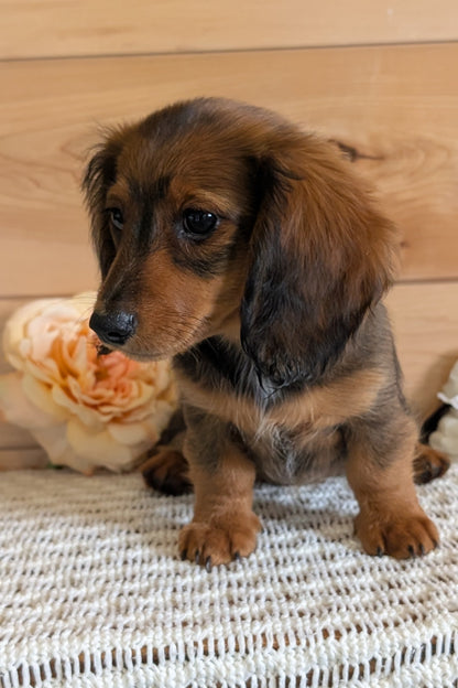 MINI DACHSHUNDS (JUL 05) 2 MALES/2 FEMALES