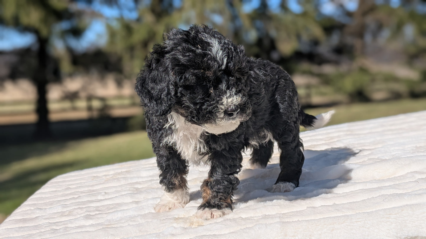 MINI BERNEDOODLE (02/09) MALE