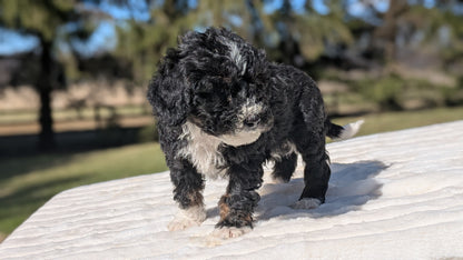 MINI BERNEDOODLE (02/09) MALE