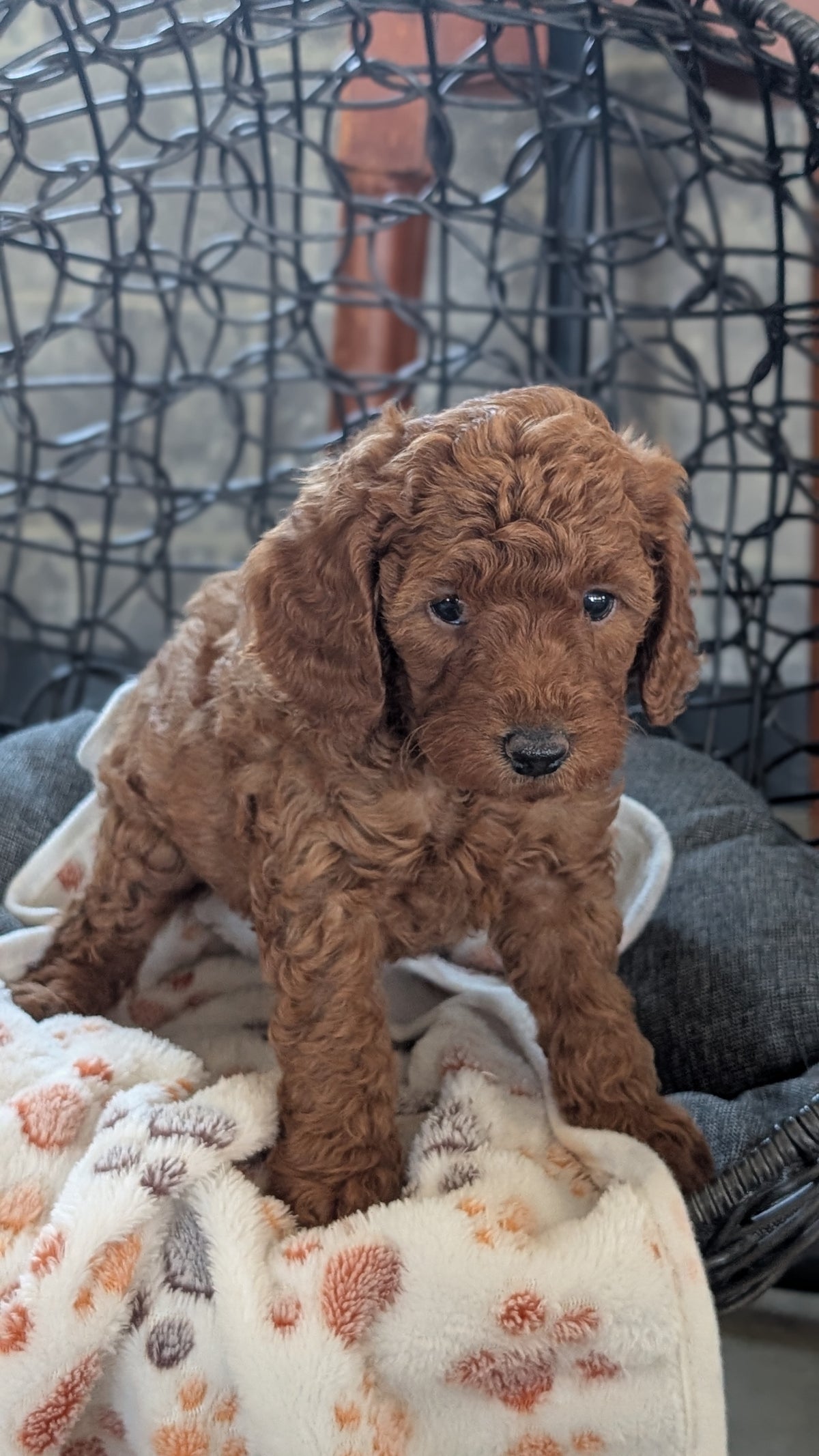 TOY POODLE (SEP 10) 4 MALES/2 FEMALES