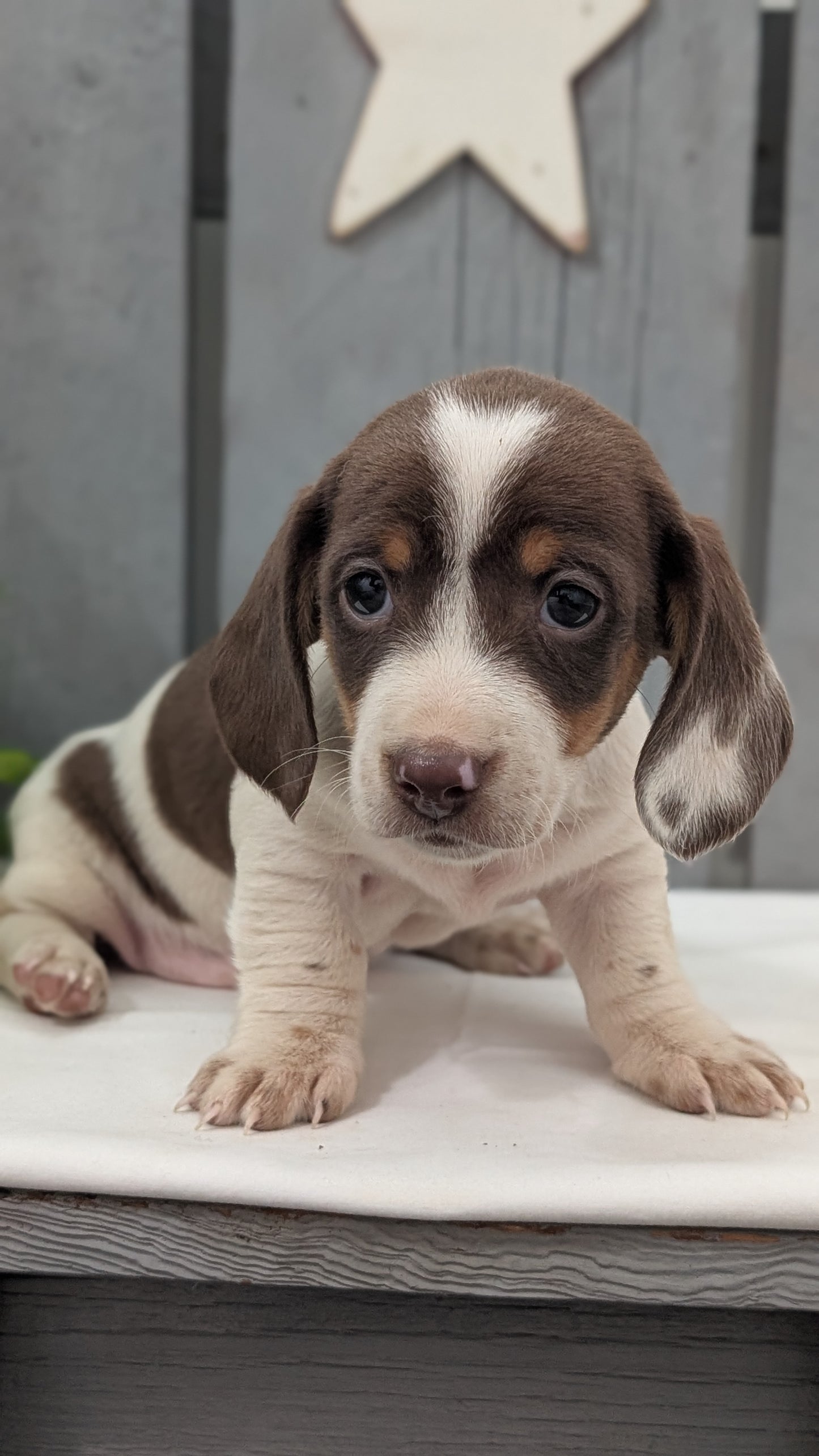 MINI DACHSHUND (MAR 23) MALES