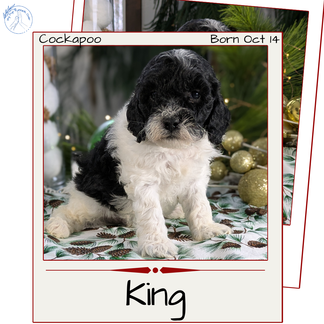 Cockapoo Temp COCKAPOO (10/14) MALE – My Pup Runneth Over