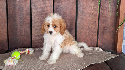 CAVAPOO (MAY 18) FEMALES