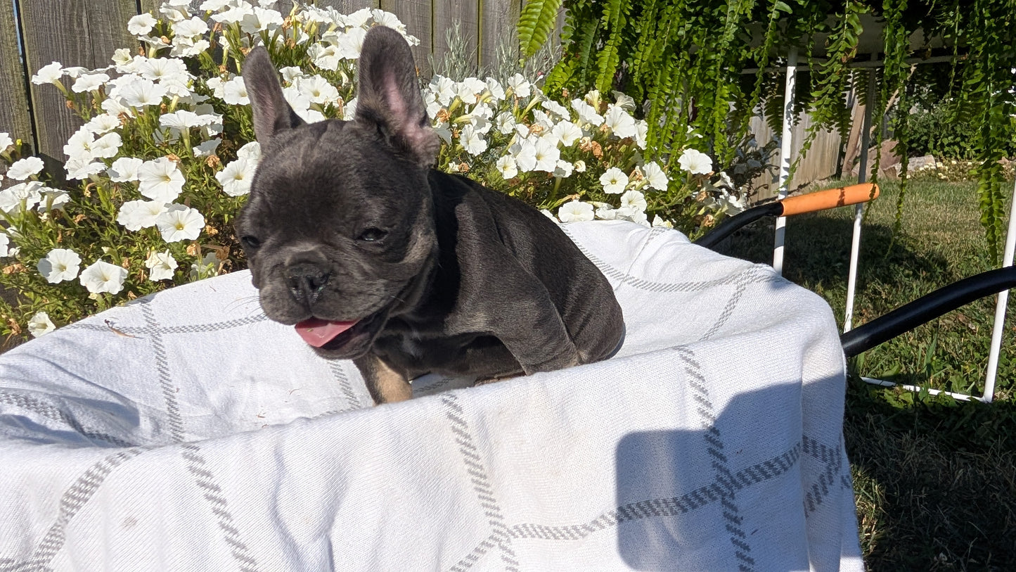 FRENCH BULLDOG (07/03) FEMALE