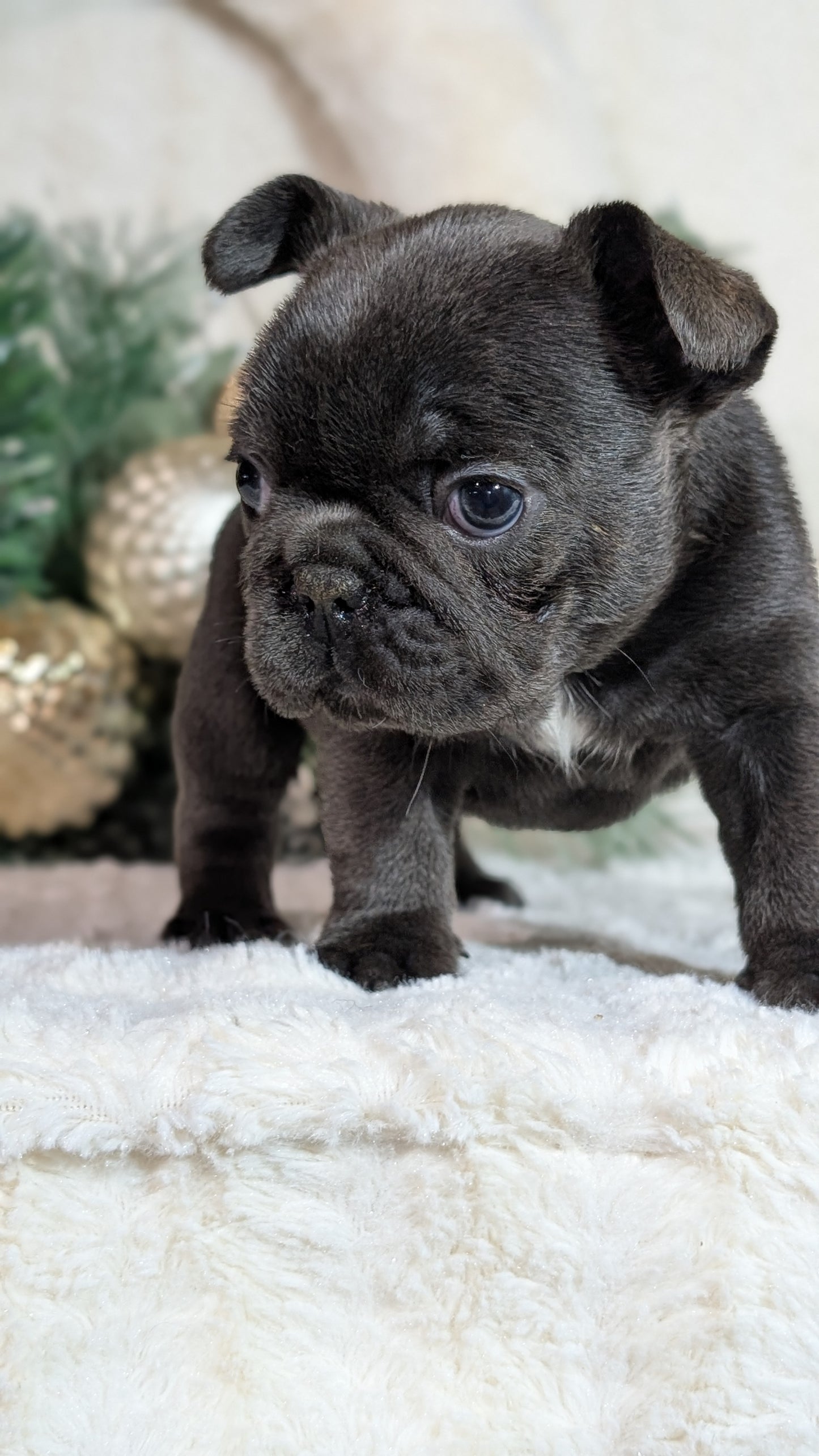 FRENCH BULLDOG (OCT 08) FEMALES