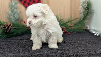 HAVANESE (OCT 25) MALES