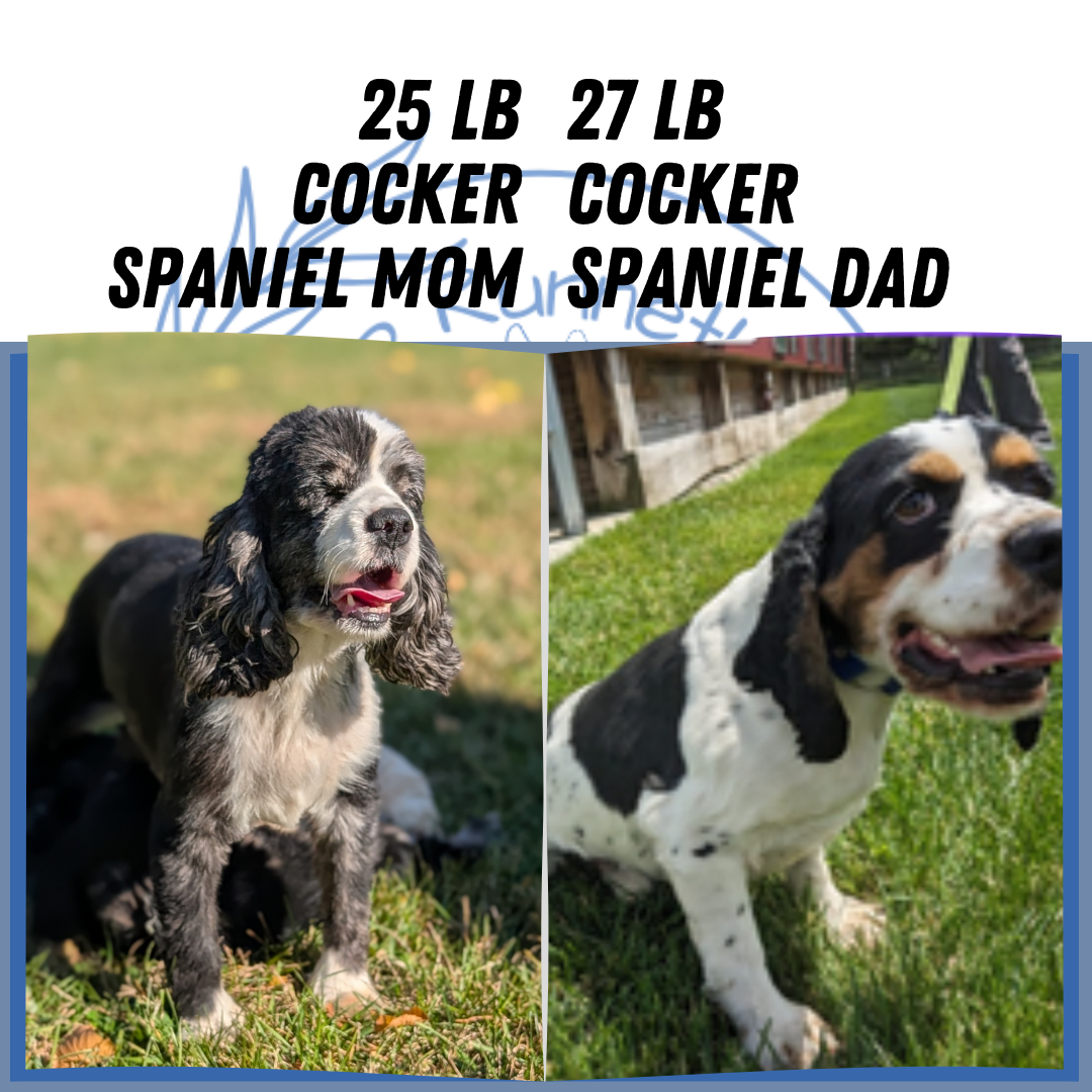 COCKER SPANIEL (09/20) FEMALE