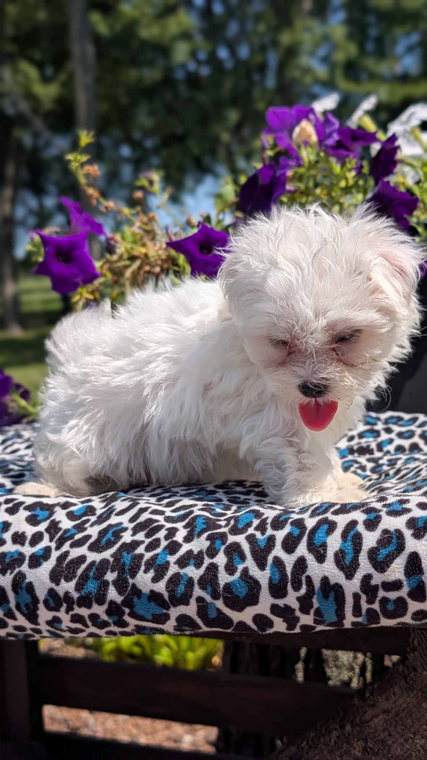MALTESE (JUN 13) FEMALES