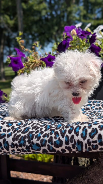 MALTESE (JUN 13) FEMALES