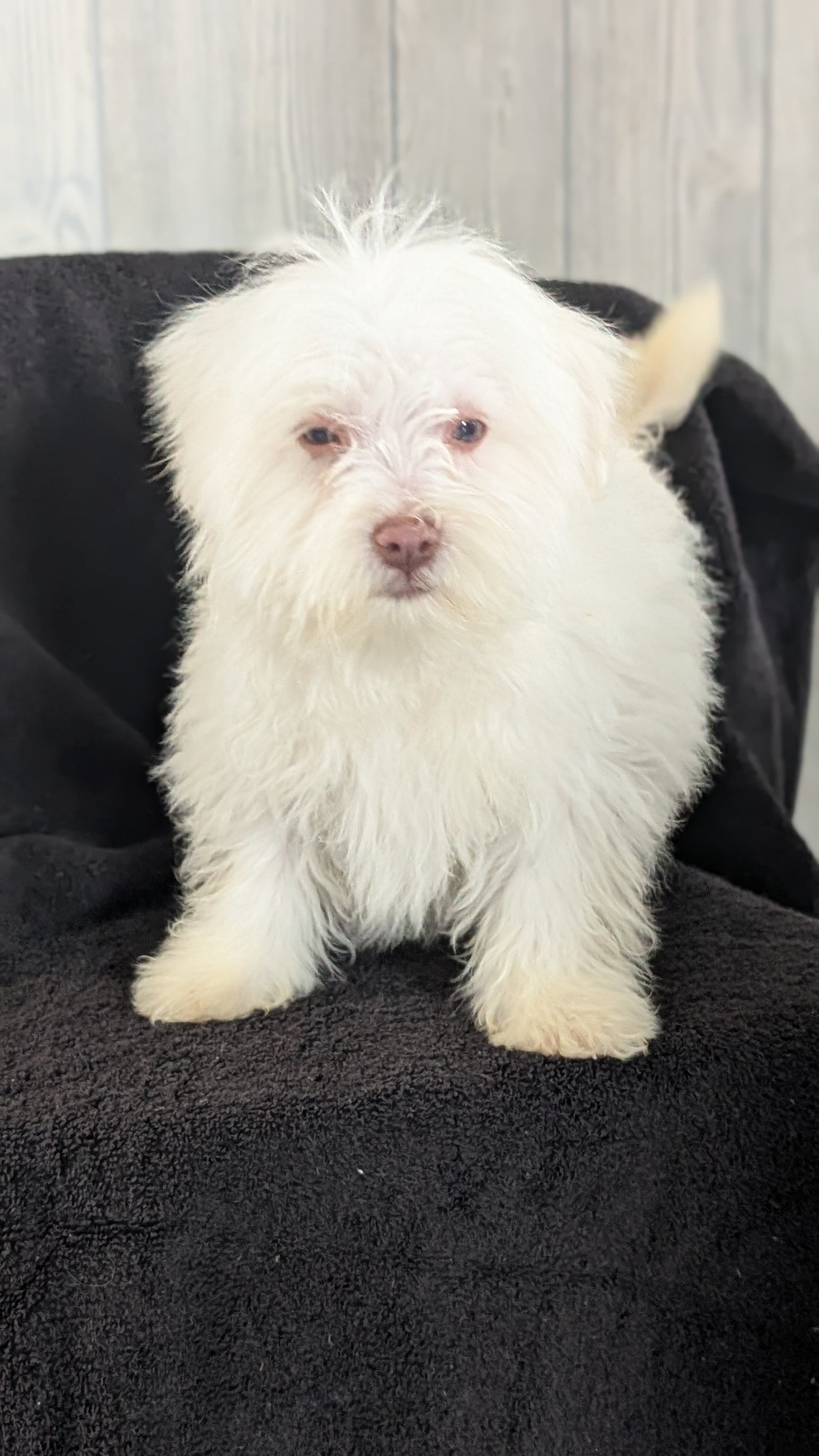 HAVANESE (OCT 25) MALES