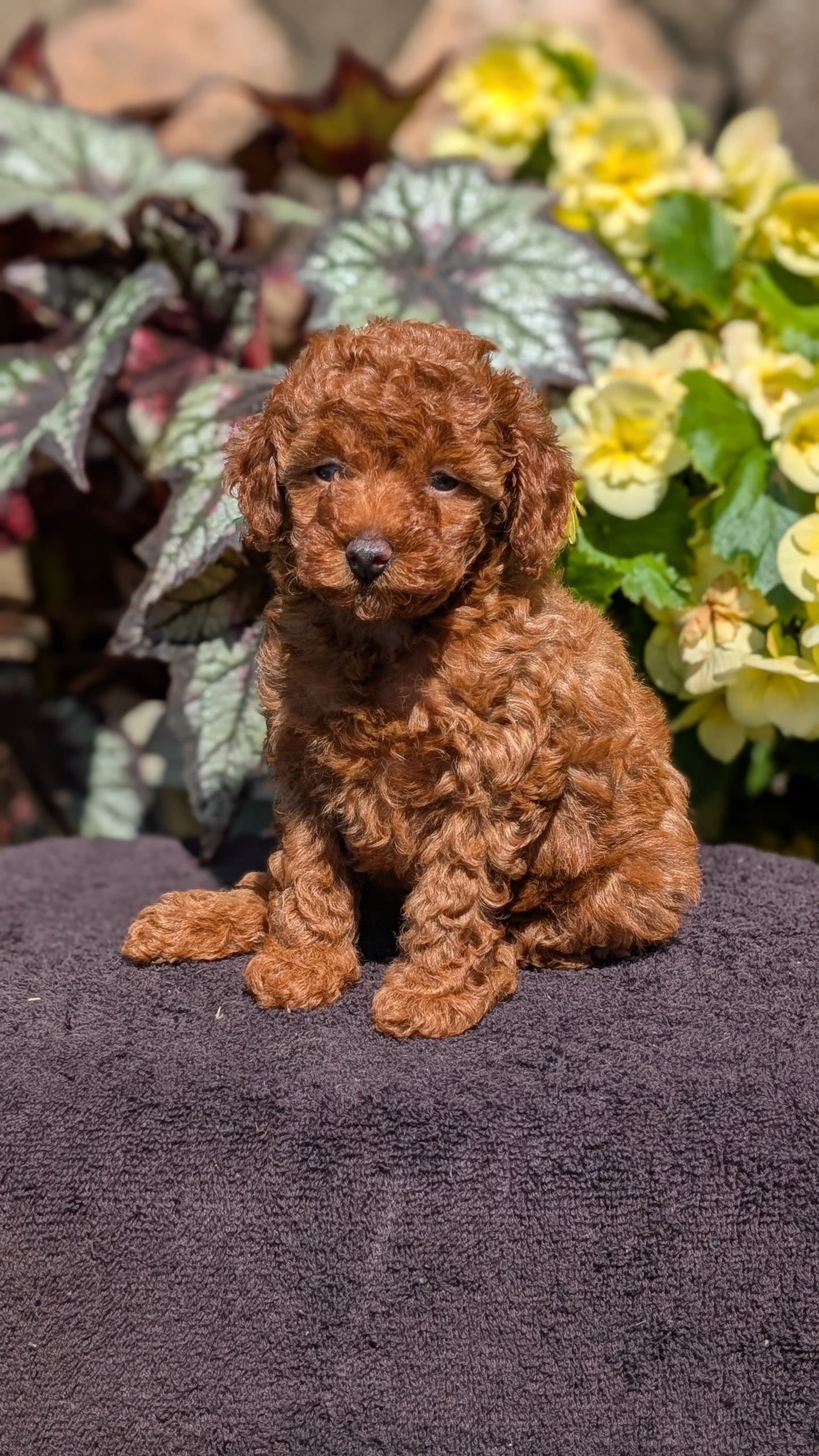 TOY POODLE (JUL 12) 1 FEMALE