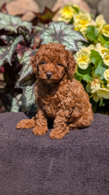 TOY POODLE (JUL 12) 1 FEMALE