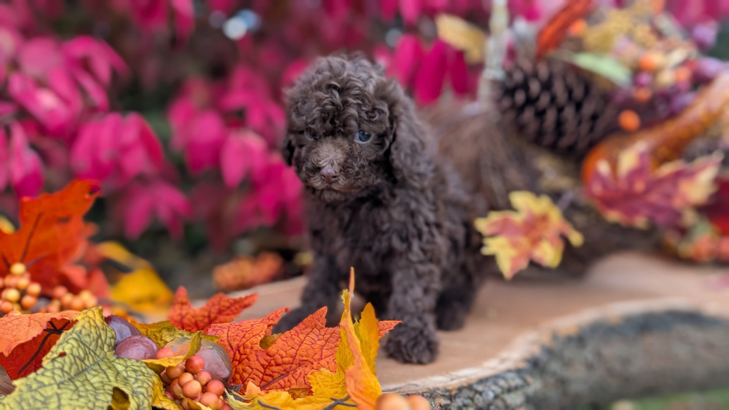 TOY POODLE (09/10) MALE