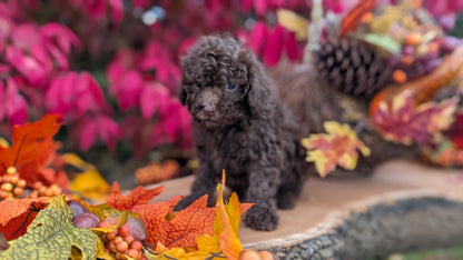 TOY POODLE (09/10) MALE