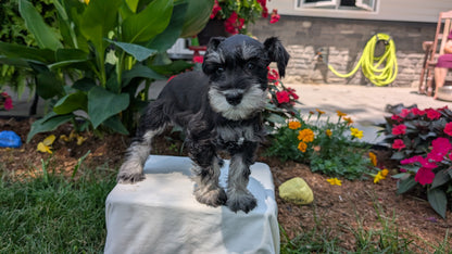 MINI SCHNAUZER (05/29) MALE
