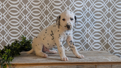 DALMATIAN (FEB 06) MALES