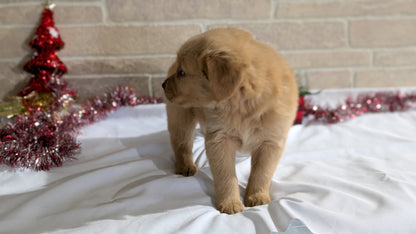 GOLDEN RETRIEVER (11/09) FEMALE