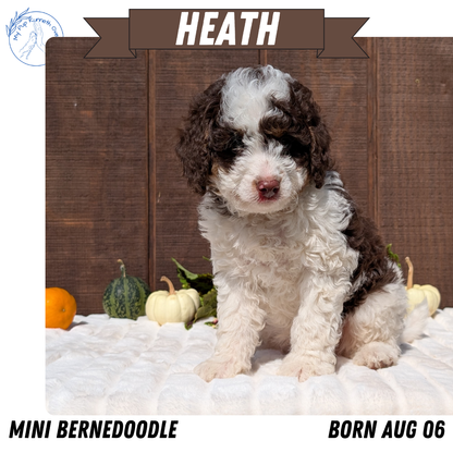 MINI BERNEDOODLE (08/06) MALE