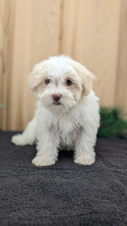 HAVANESE (09/13) FEMALE