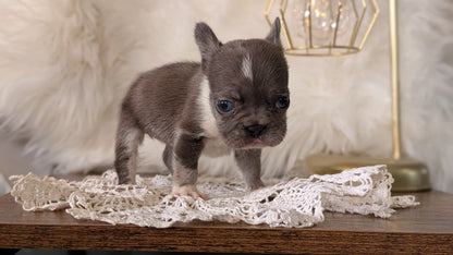 FRENCH BULLDOG (FEB 14) FEMALE