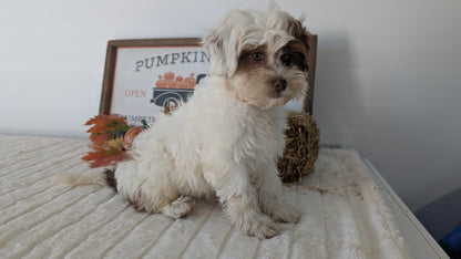 SHIHPOO (07/26) FEMALE