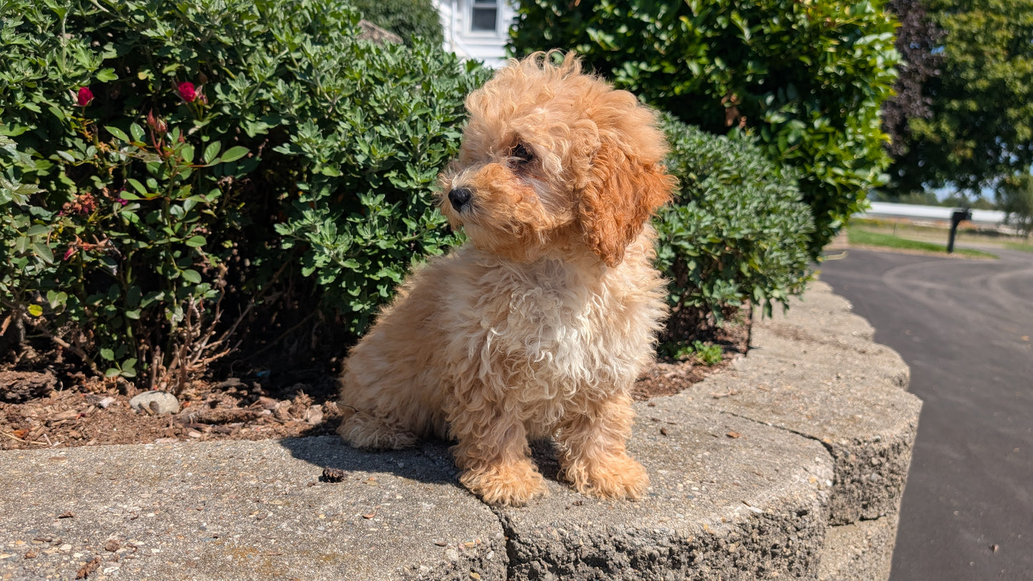 MINI POODLE (05/19) FEMALE