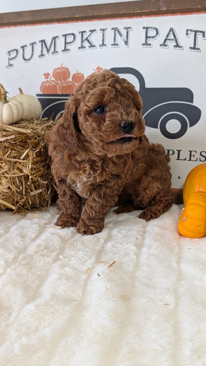 MINI GOLDENDOODLE (09/21) FEMALE