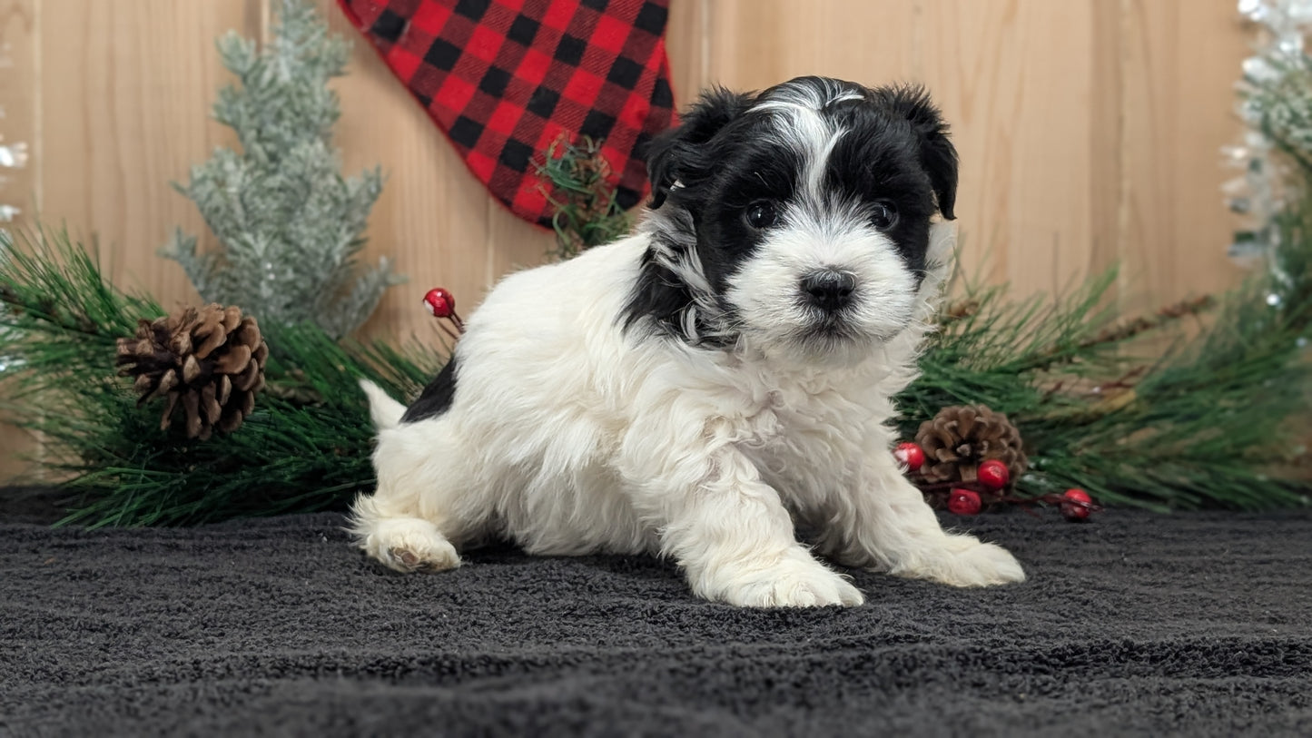 HAVANESE (OCT 25) FEMALE