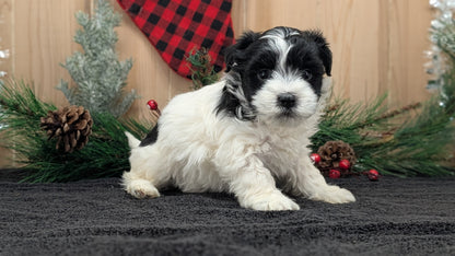 HAVANESE (OCT 25) FEMALE