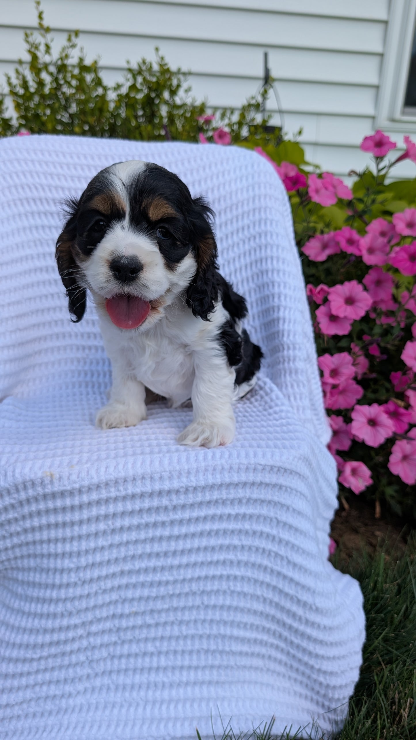 COCKER SPANIEL (07/17) FEMALE