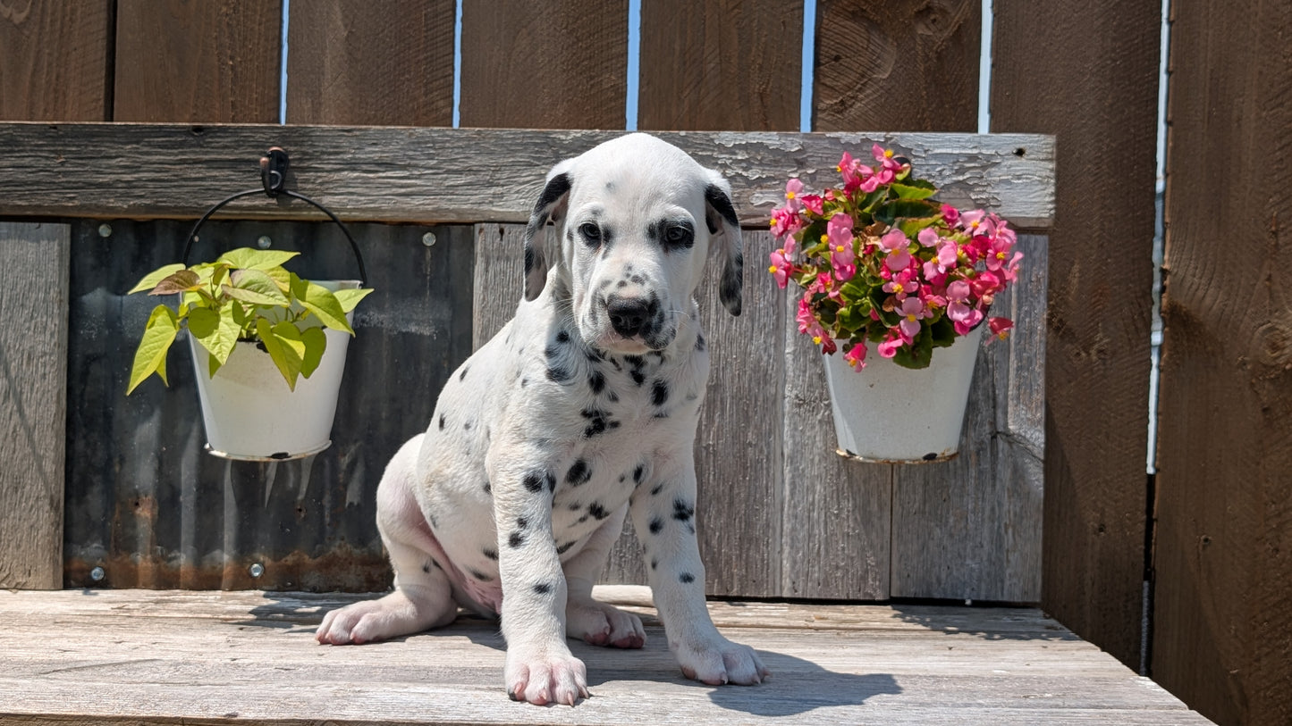 DALMATIAN (06/09) MALE