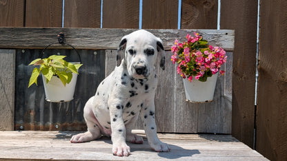 DALMATIAN (06/09) MALE