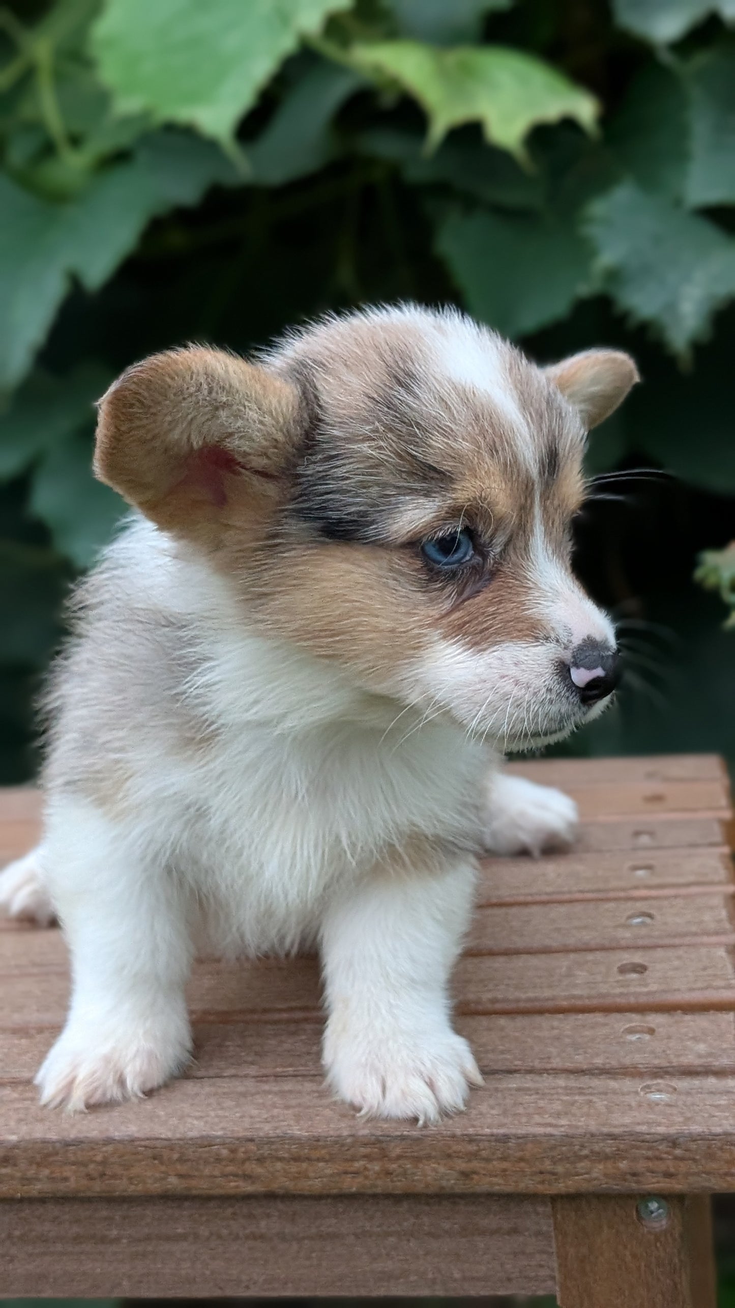 CORGI (JUN 22) MALES