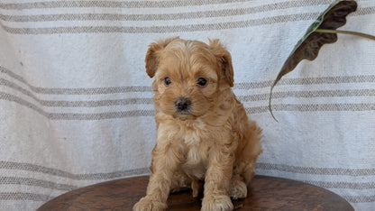 CAVAPOO (MAY 23) FEMALES
