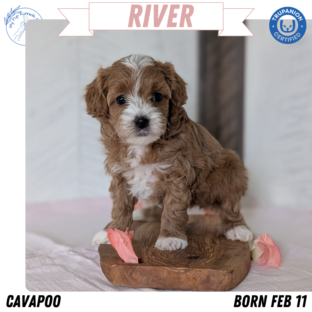 CAVAPOO (FEB 11) FEMALES